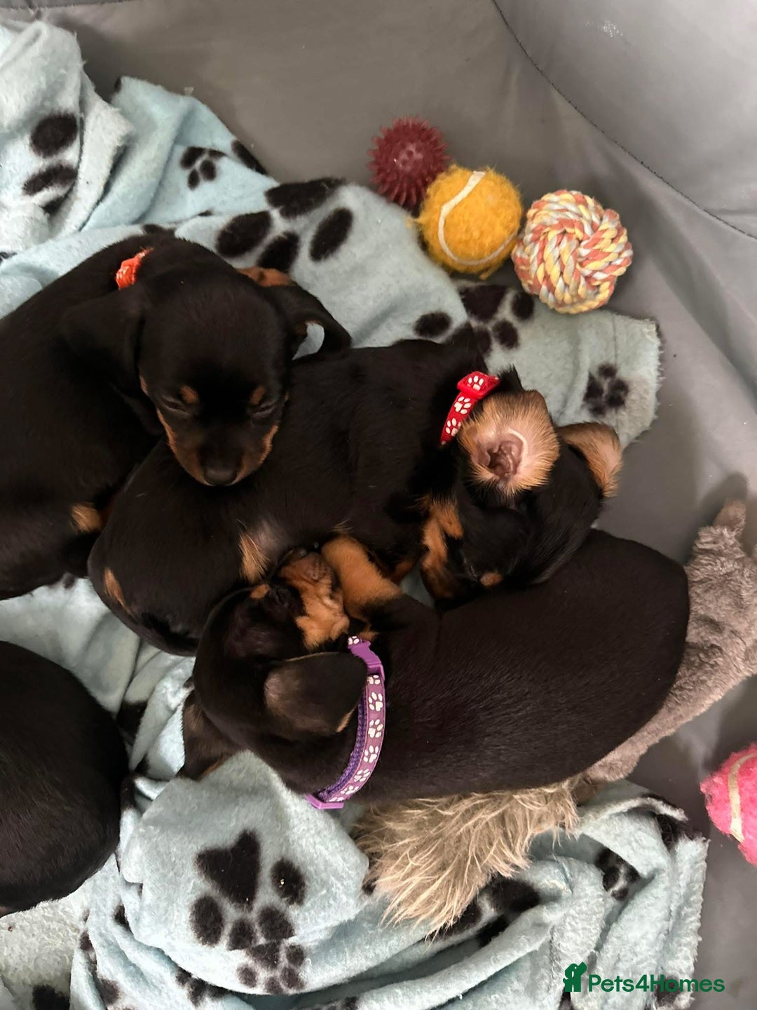 Mixed Breed dogs for sale: Dachshund X Yorkshire Terrier puppies  - Advert 3