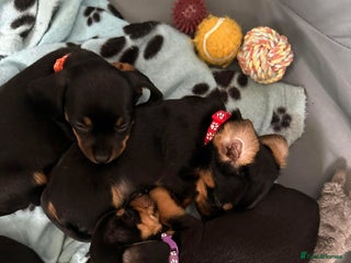 Mixed Breed dogs Dachshund X Yorkshire Terrier puppies - Advert 8