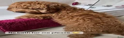 Cockapoo dogs for sale: 🎀 Fizz, a very special Cockapoo girl 🩷 - Advert 9
