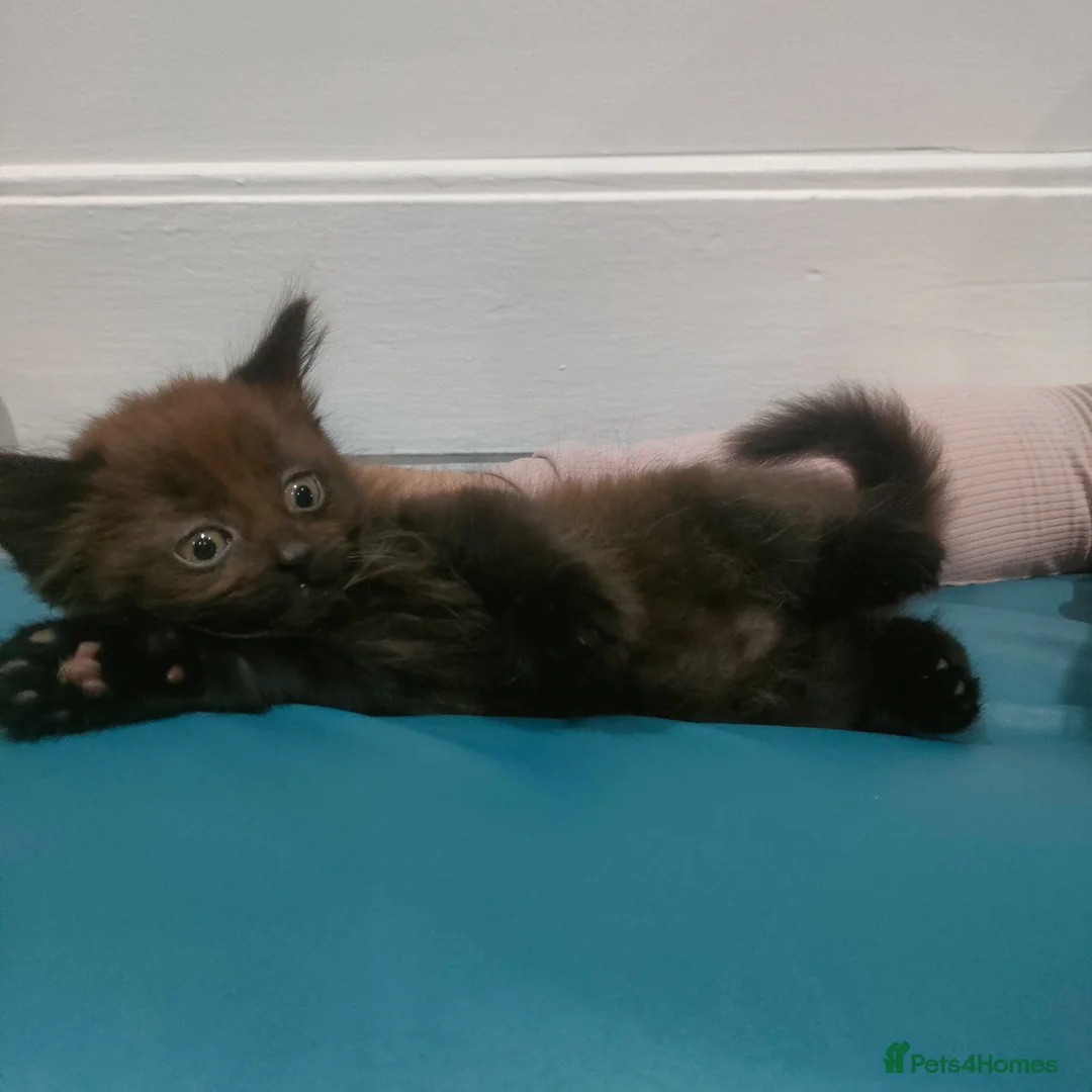 Mixed Breed cats for sale: Kittens 3 Boys and 2 Girls  in Leicester - Advert 37