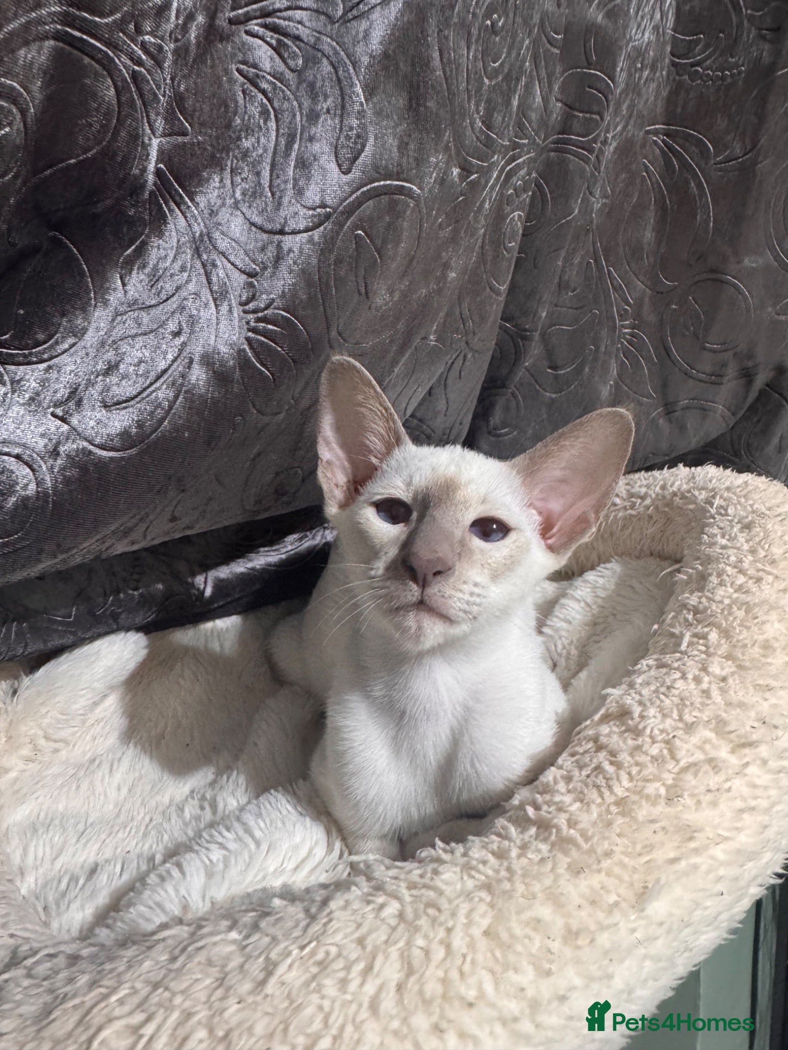 Siamese cats Ready now-1cute lilac Siamese girl available - Advert 4