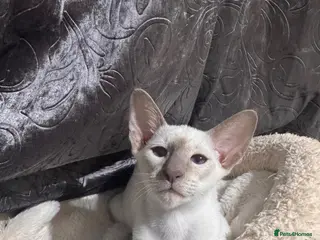 Siamese cats Ready now-1cute lilac Siamese girl available - Advert 4