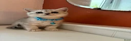 British Shorthair cats for sale: Stunning Snow Spot BSH Kittens  - Advert 11