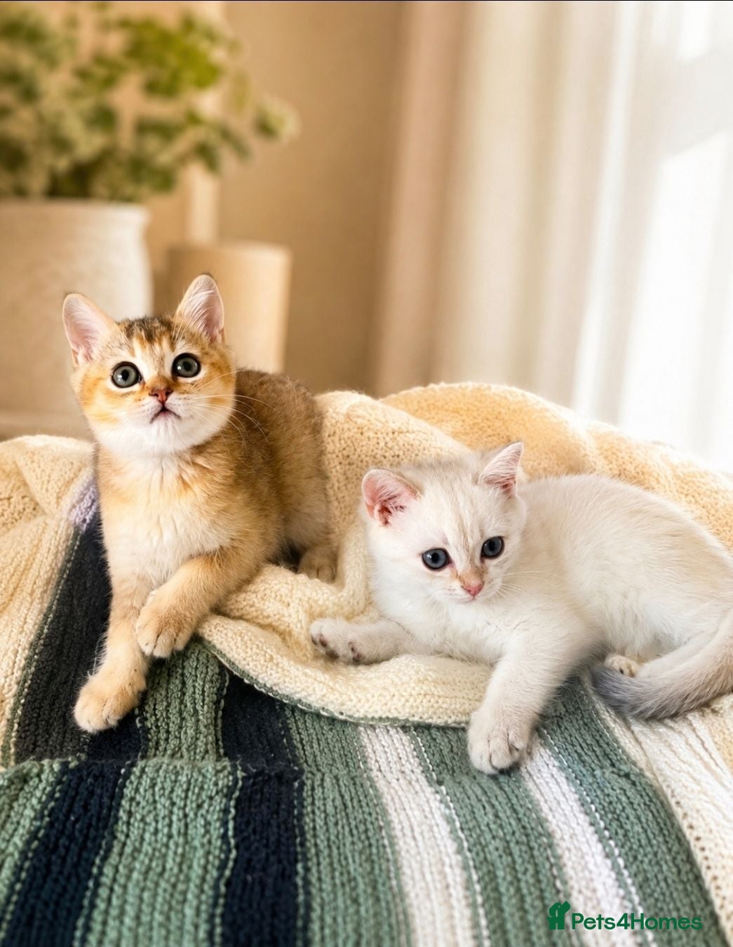 British Shorthair cats Adorable British shorthair kittens - Advert 1