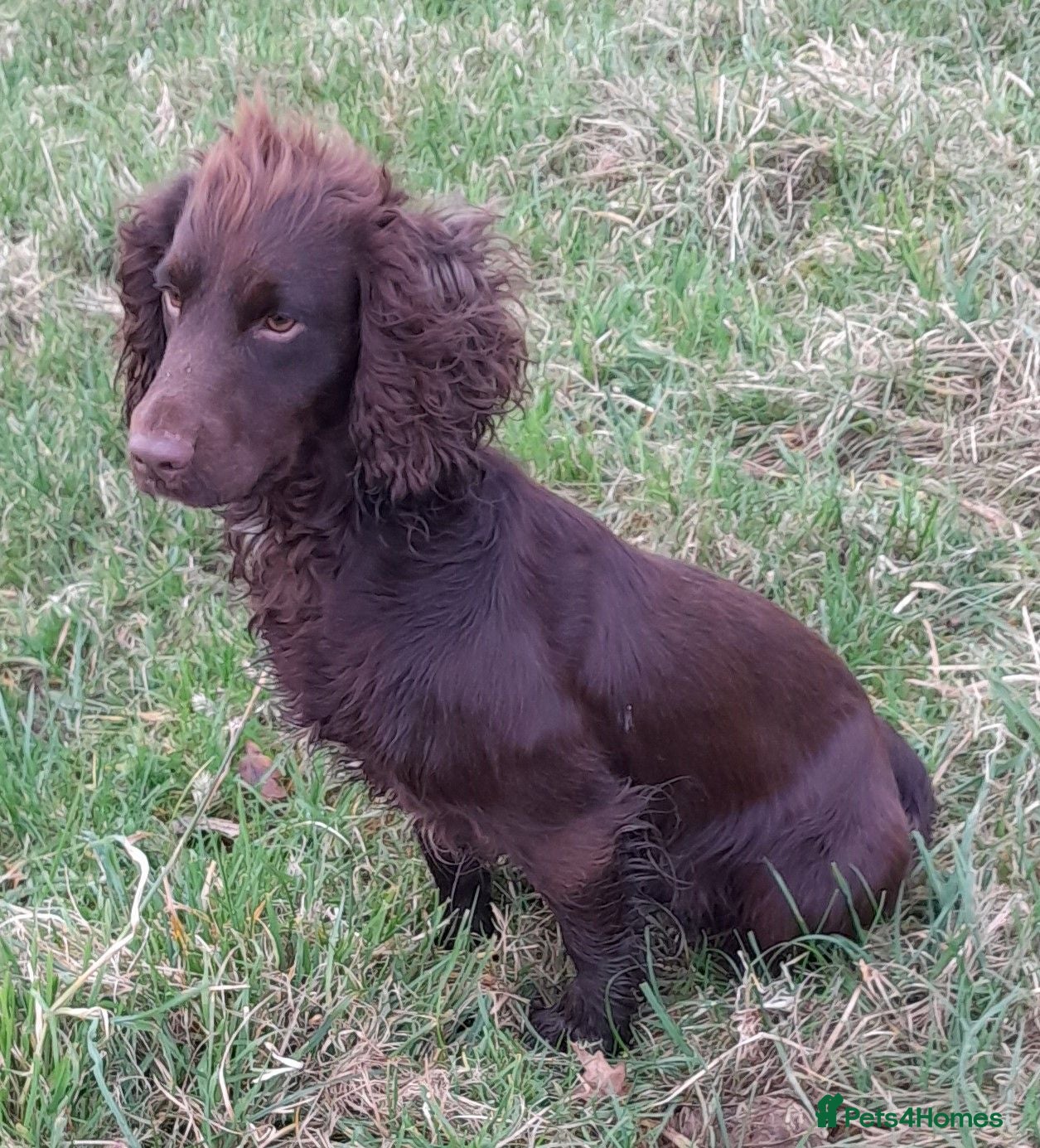 Cocker Spaniel dogs K C Registered, Extensively Health Tested Parents - Advert 5
