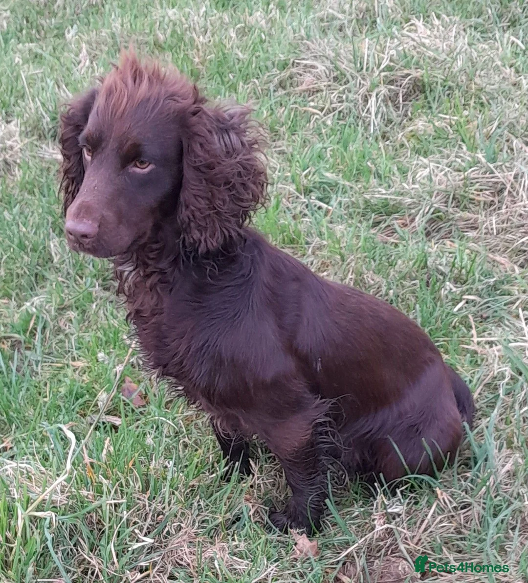 Cocker Spaniel dogs for sale: K C Registered, Extensively Health Tested Parents - Advert 1