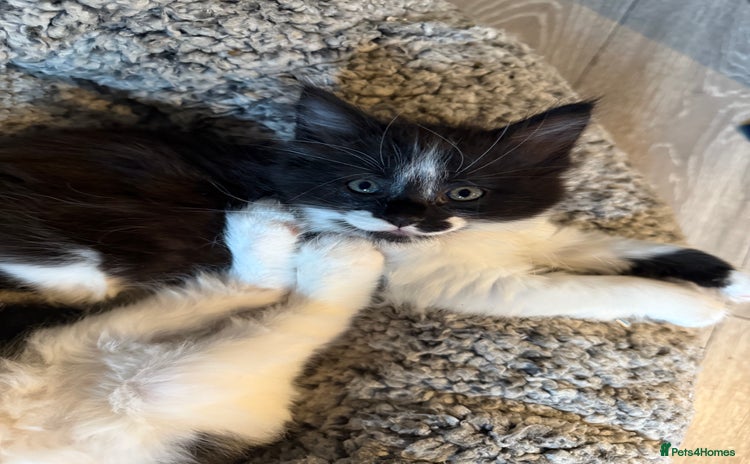 Maine Coon cats - Advert 1