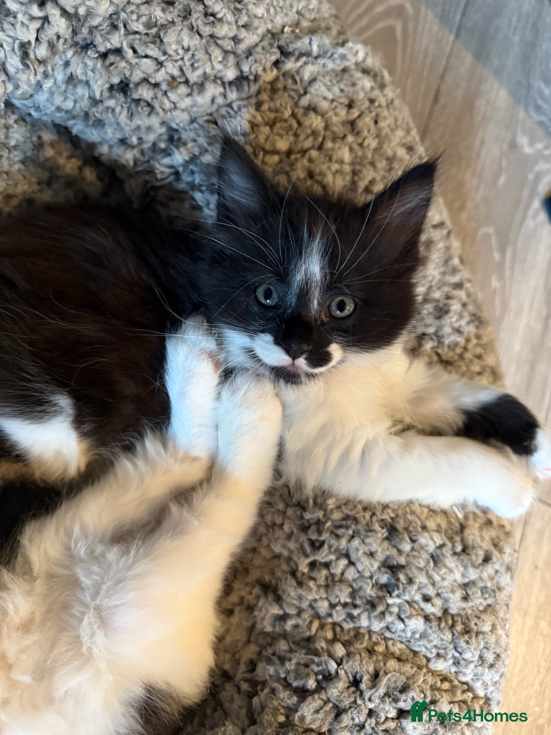 Maine Coon cats for sale: MaineCoon Female Kitten 🩷 - Image 1