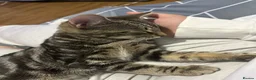 Mixed Breed cats for sale: Beautiful Bengal Cross Tabby Boy – 6 Months Old ❤️ - Advert 8