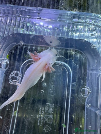 Plecos fish in Hull - Advert 1