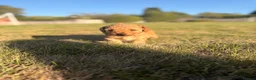 Miniature Poodle dogs for sale:  🐾 KC Registered Miniature Poodles-Red&Apricot 🐾 - Advert 13