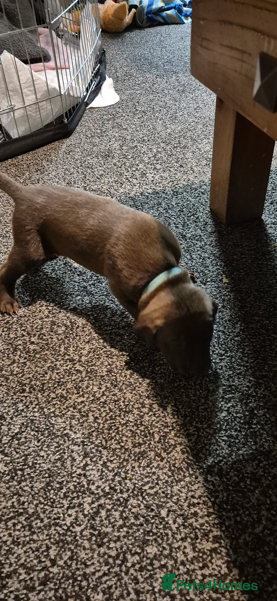 Mixed Breed dogs for sale: Belgian shepherd x weimaraner - Advert 9