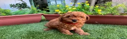 Cockapoo dogs for sale: Stunning F1B toy cockapoos - Advert 9