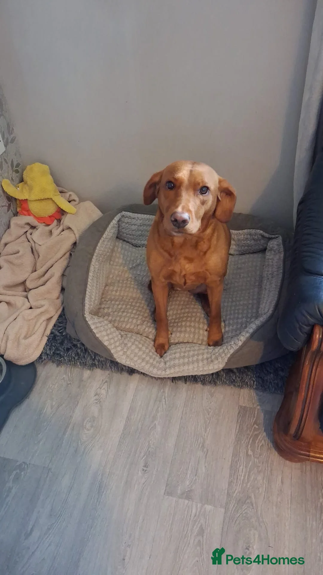 Labrador Retriever dogs for sale: Fox deep red Labrador KC Registered  - Advert 9