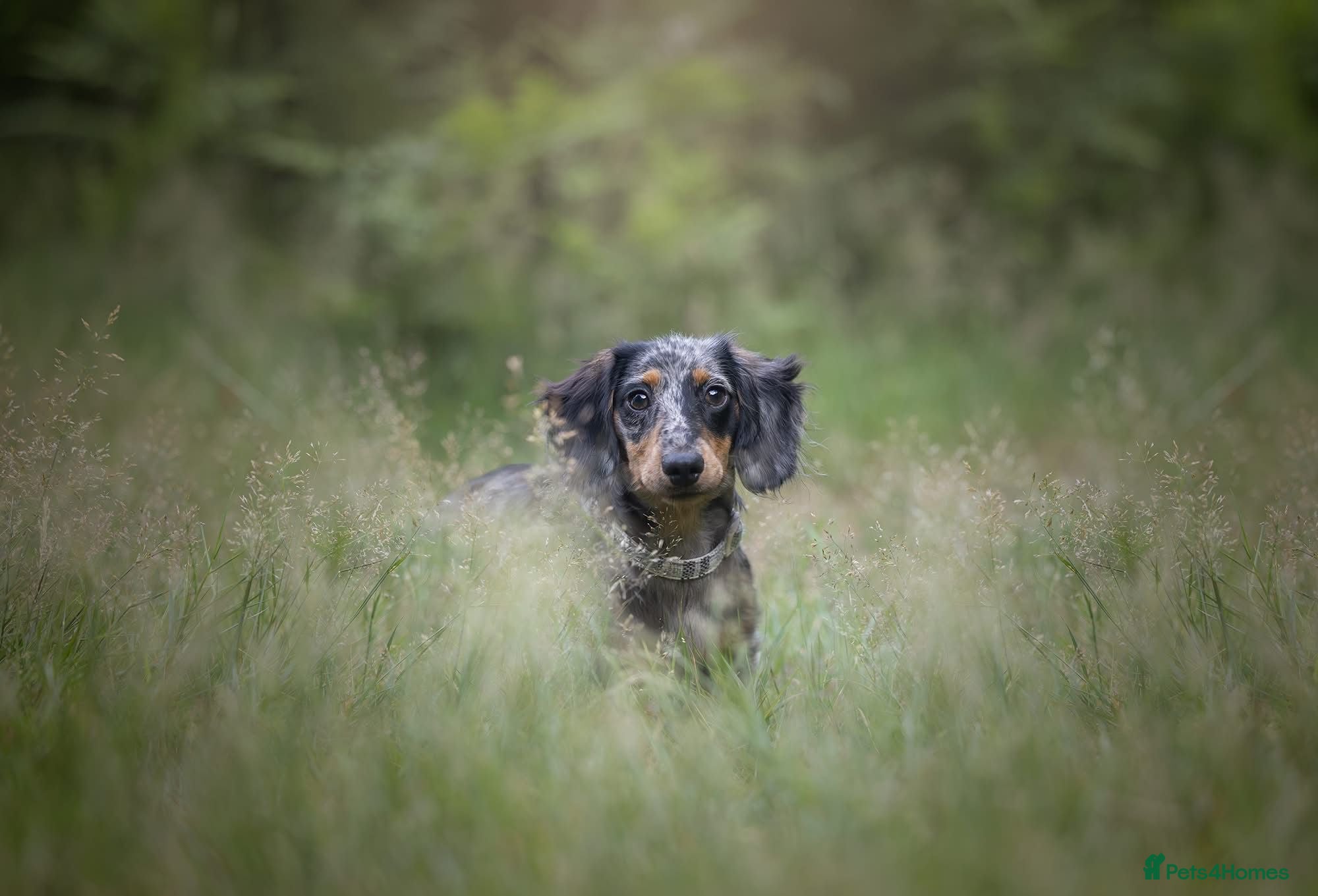 Miniature Dachshund dogs  Miniature Dachshund for rehoming.  - Advert 2