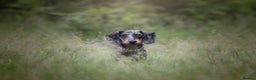 Miniature Dachshund dogs for sale:  Miniature Dachshund for rehoming.  - Advert 1