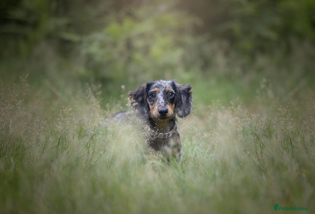 Miniature Dachshund dogs for sale:  Miniature Dachshund for rehoming.  - Advert 1