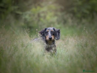 Miniature Dachshund dogs Miniature Dachshund for rehoming. - Advert 2