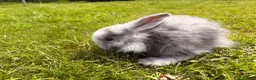 Mini Lop rabbits for sale: ⭐️ READY ⭐️ Beautiful mini lops - Advert 4