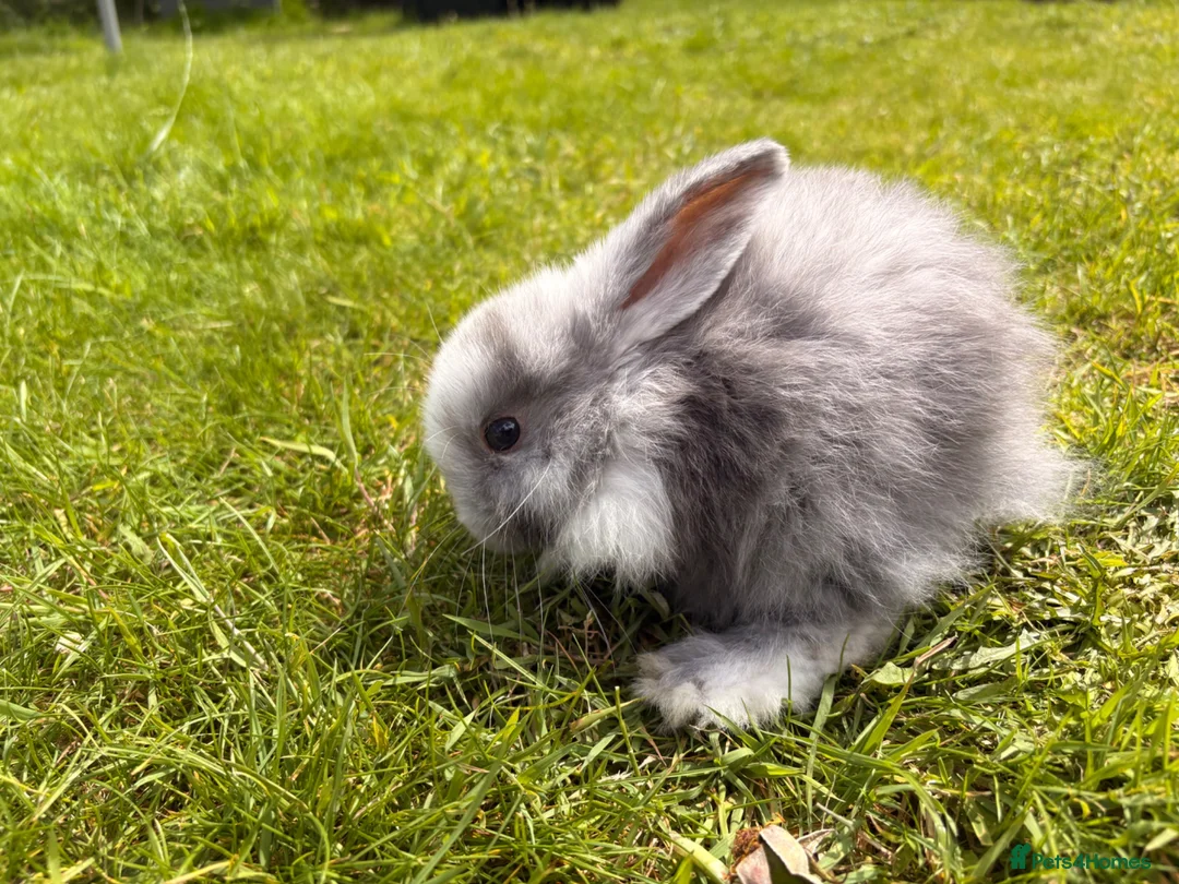 Mini Lop rabbits for sale: ⭐️ READY ⭐️ Beautiful mini lops - Advert 2