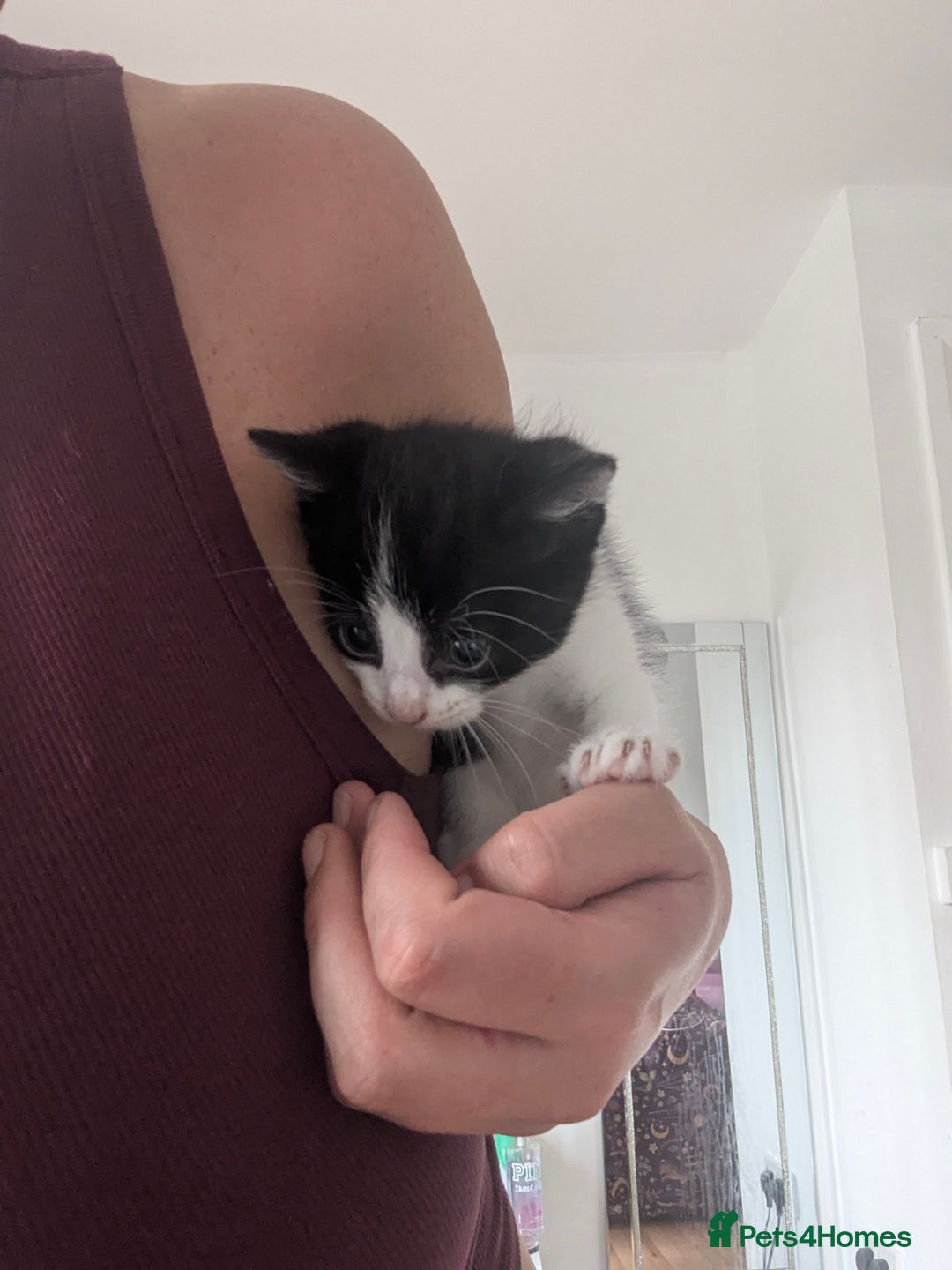Mixed Breed cats for sale: Gorgeous litter of kittens in Liverpool - Image 2