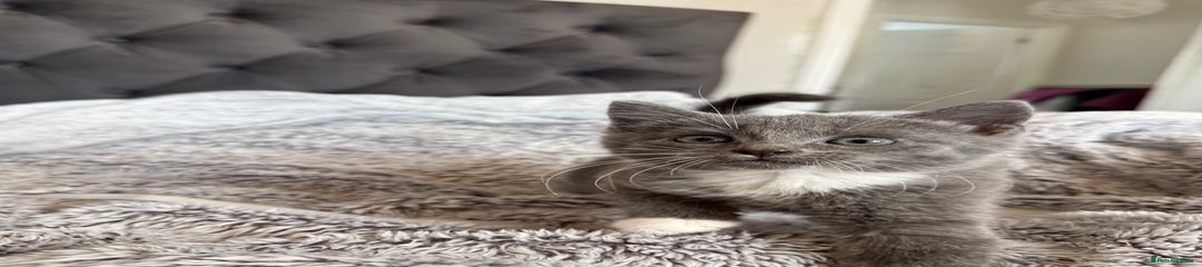 British Shorthair Kitten 1