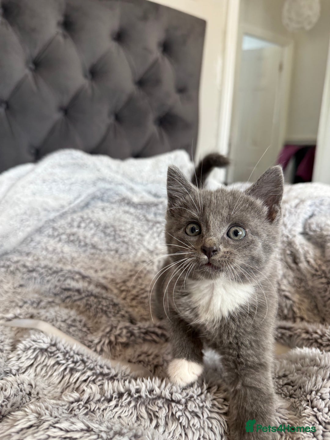 British Shorthair cats for sale: British blue x bengal kittens ready to go now ❤️ - Image 1
