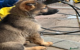 German Shepherd dogs for sale: Czechoslovakian German shepherd working line - Image 8