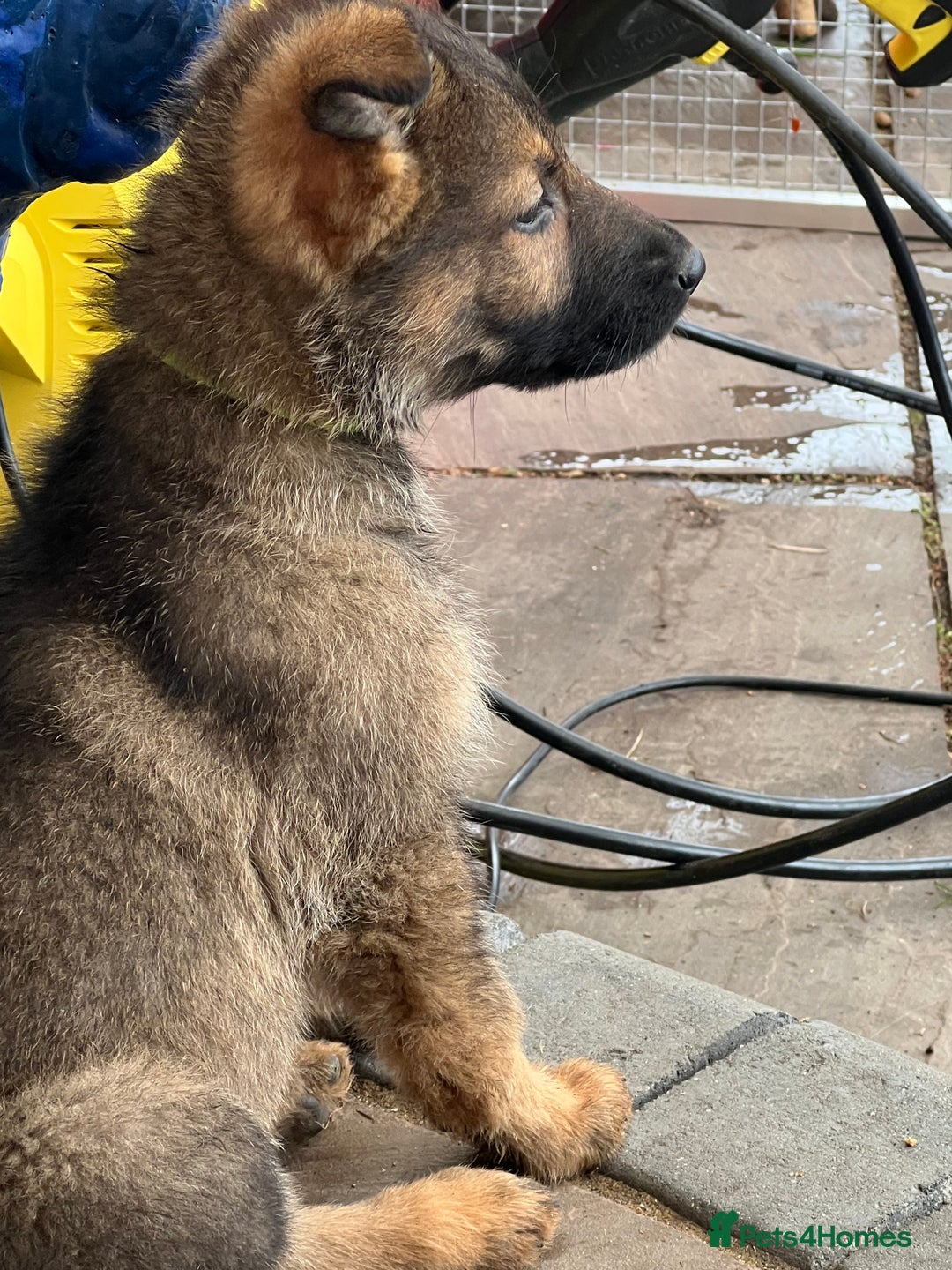 German Shepherd dogs for sale: Czechoslovakian German shepherd working line - Image 8