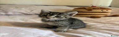 Domestic Shorthair 3