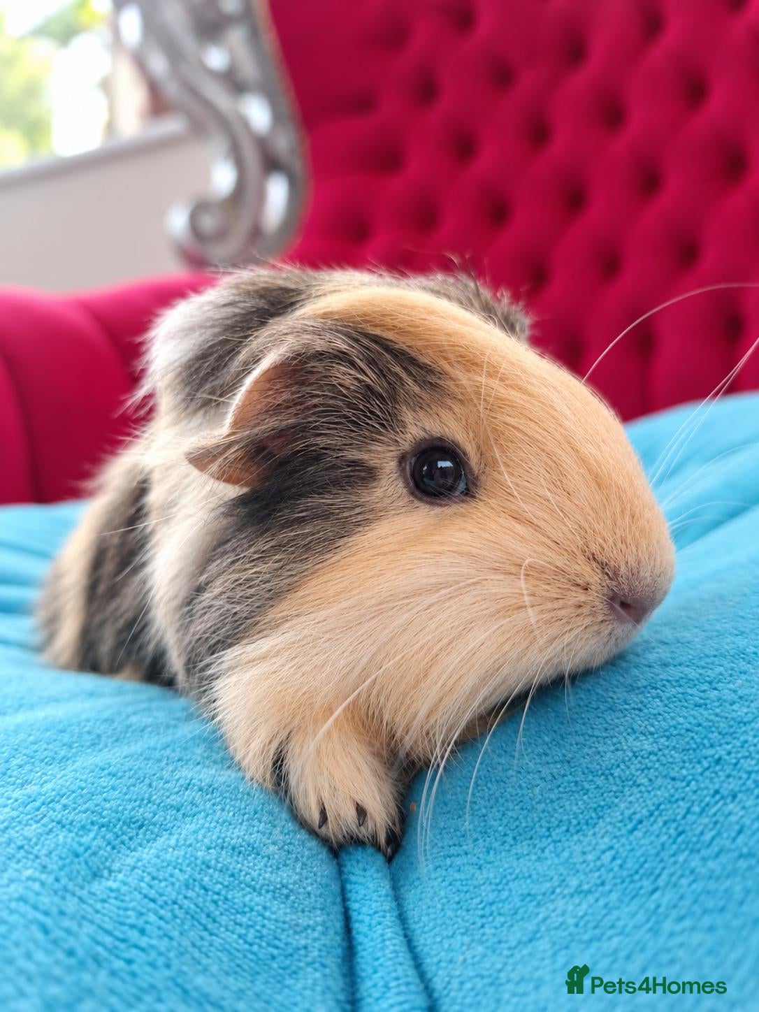 Guinea Pig rodents Long smooth coated sheltie boar - Advert 4