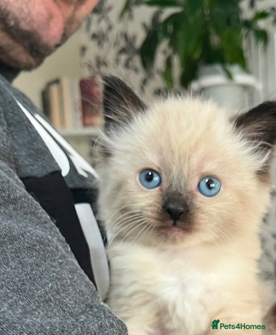 Ragdoll cats for sale: Blue eyed Ragdoll Kittens  - Advert 17