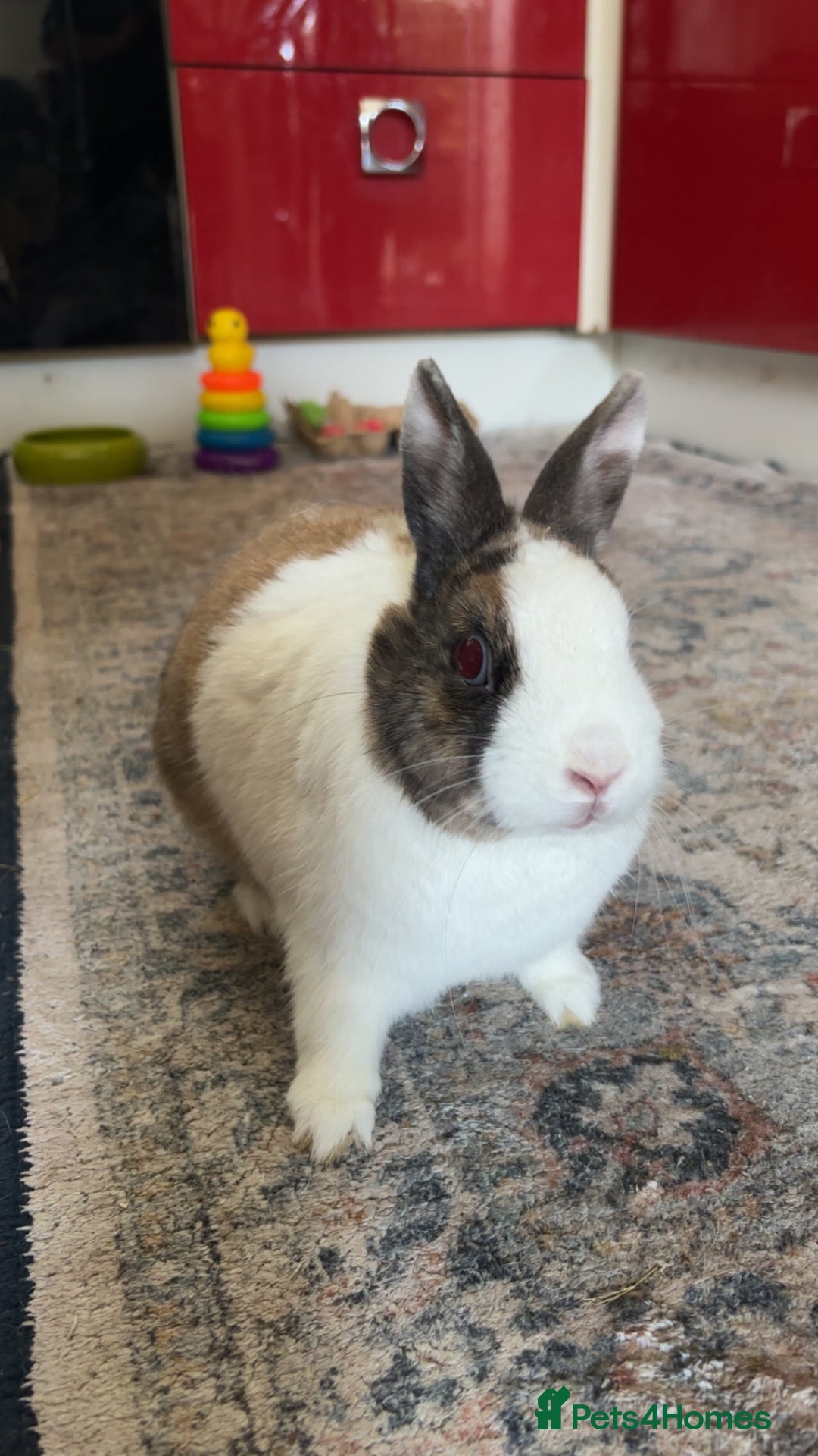 Netherland Dwarf rabbits for sale: Netherland x dutch rabbit “Meddle” - Image 4