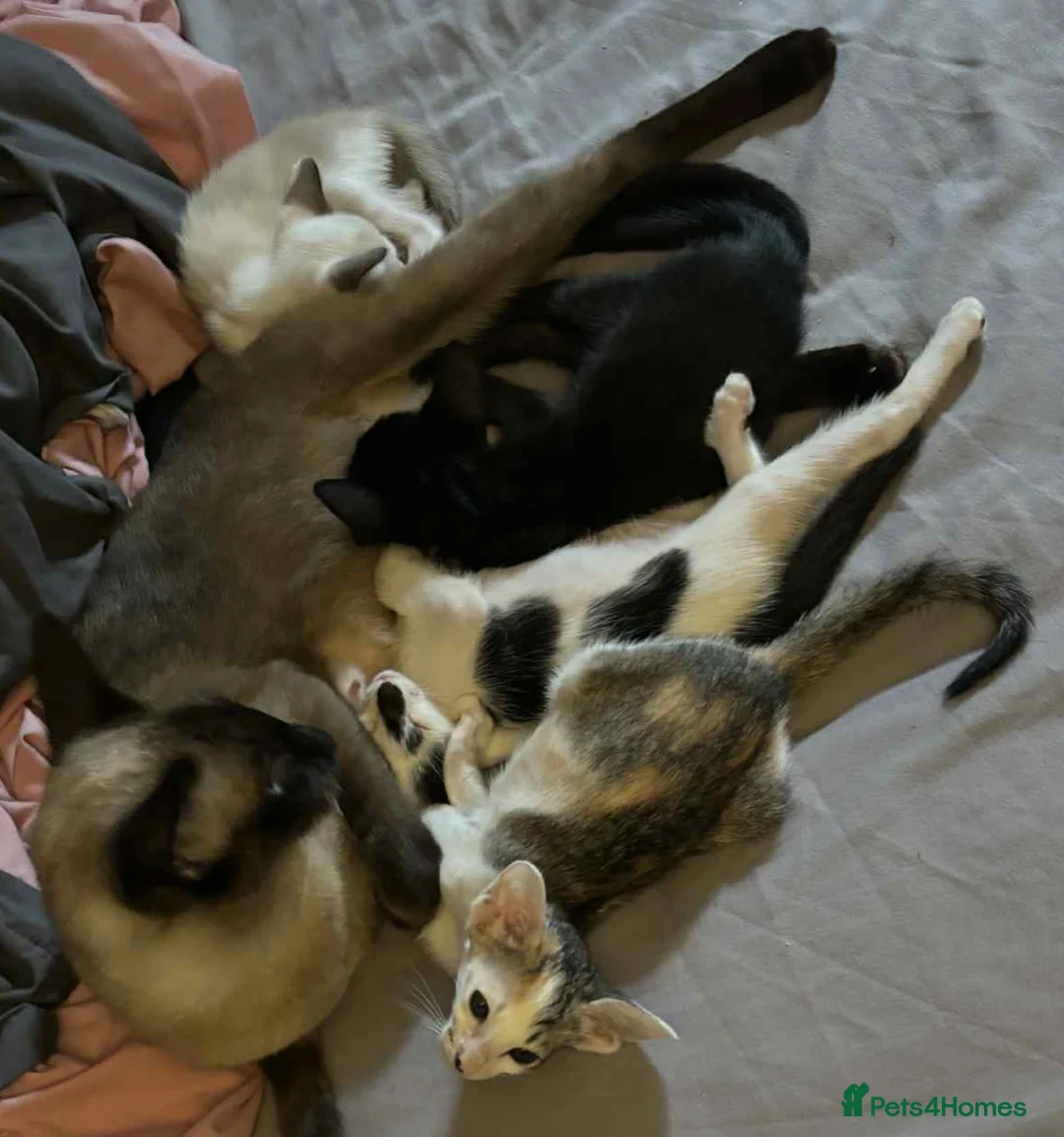 Siamese cats for sale: GCCF Seal Point Siamese Queen for Sale - Advert 2