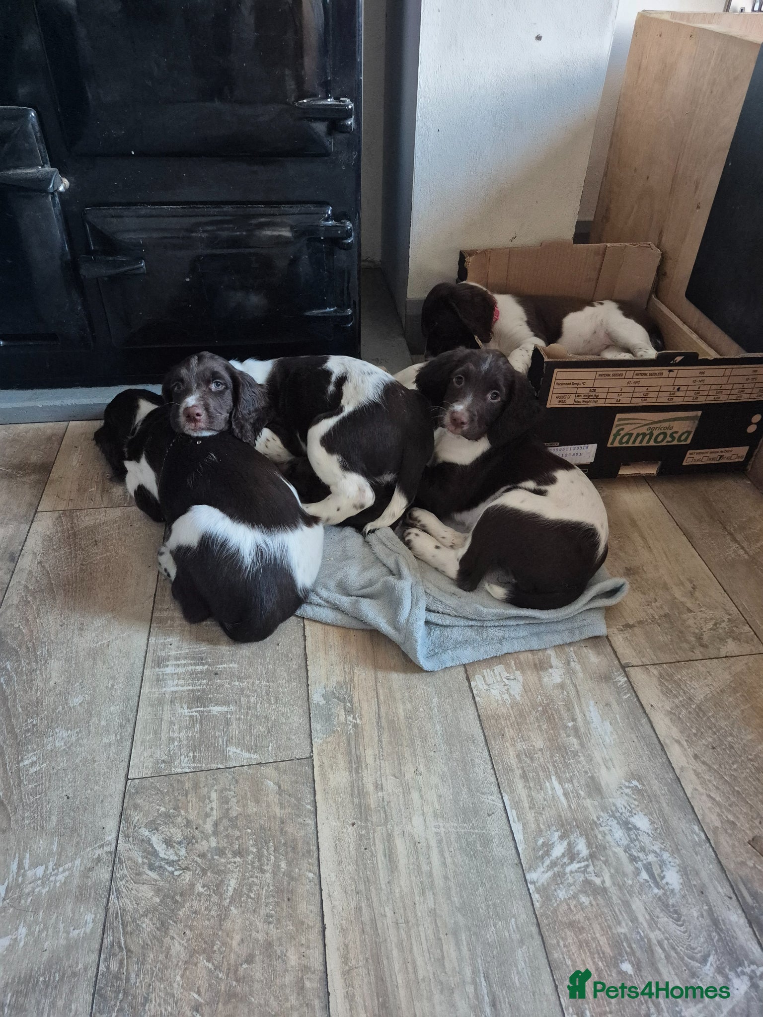 English Springer Spaniel dogs  LAST 2 BEAUTIFUL ENGLISH SPRINGER SPANIEL KC PUPS - Advert 12