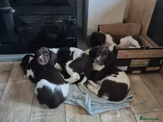 English Springer Spaniel dogs LAST 2 BEAUTIFUL ENGLISH SPRINGER SPANIEL KC PUPS - Advert 12