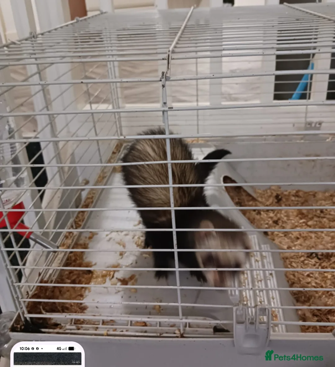Ferret rodents for sale: One or two ferrets in cages. Male in Ossett - Advert 2
