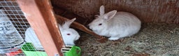 Mini Lion Lop rabbits for sale: Lion Rabbit female - Advert 1