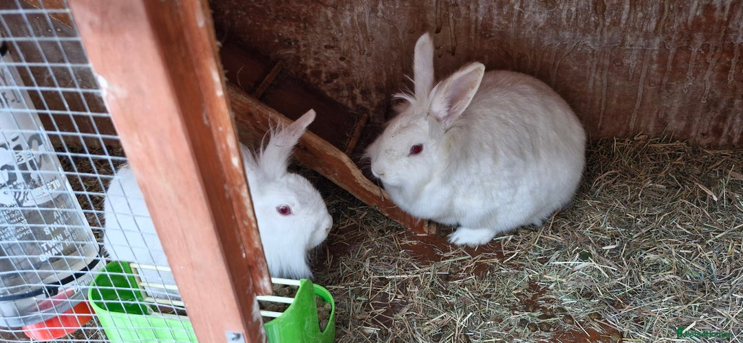 Mini Lion Lop rabbits for sale: Lion Rabbit female - Advert 1