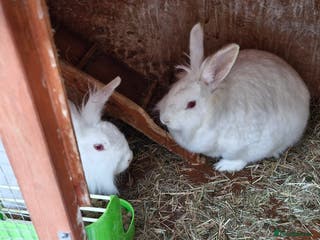 Mini Lion Lop rabbits Lion Rabbit female - Advert 1