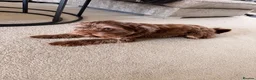 Yorkshire Terrier dogs for sale: 1 year old purebred chocolate yorkie for sale  in Hemel Hempstead - Advert 11