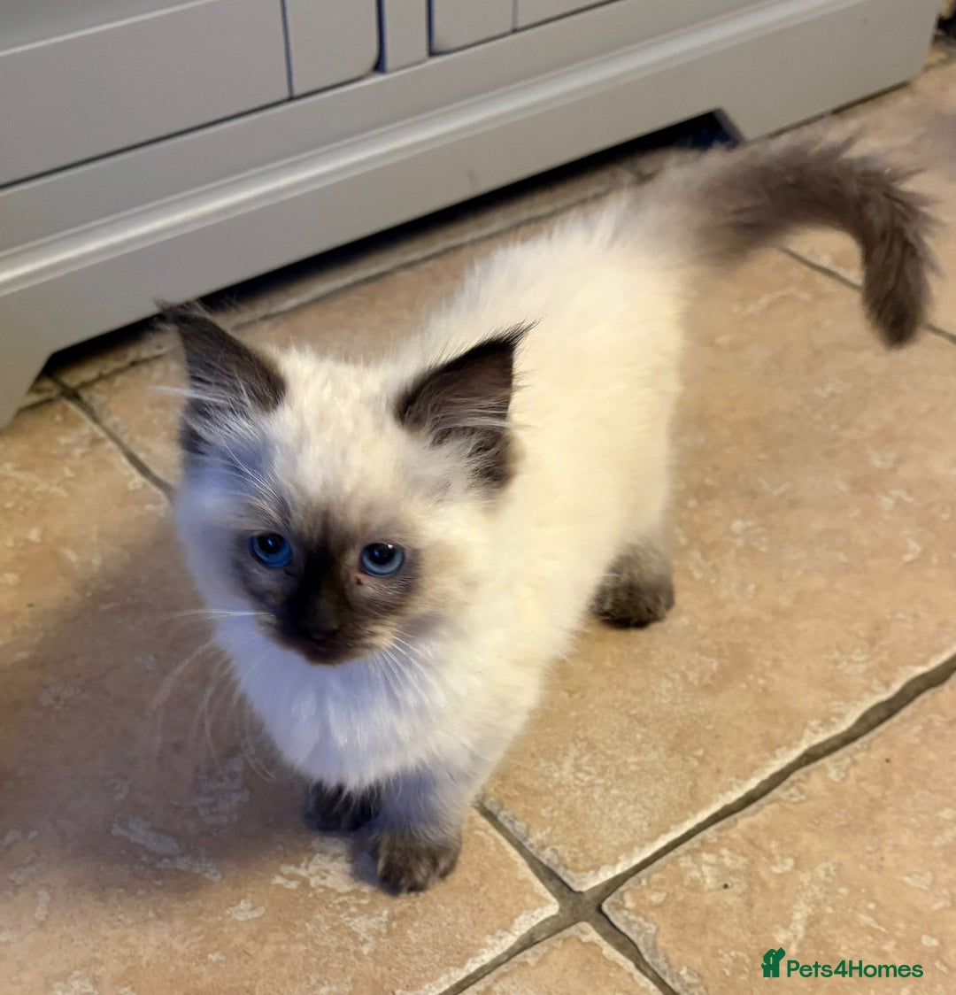 Ragdoll cats for sale: Ragdoll Kittens - Advert 7