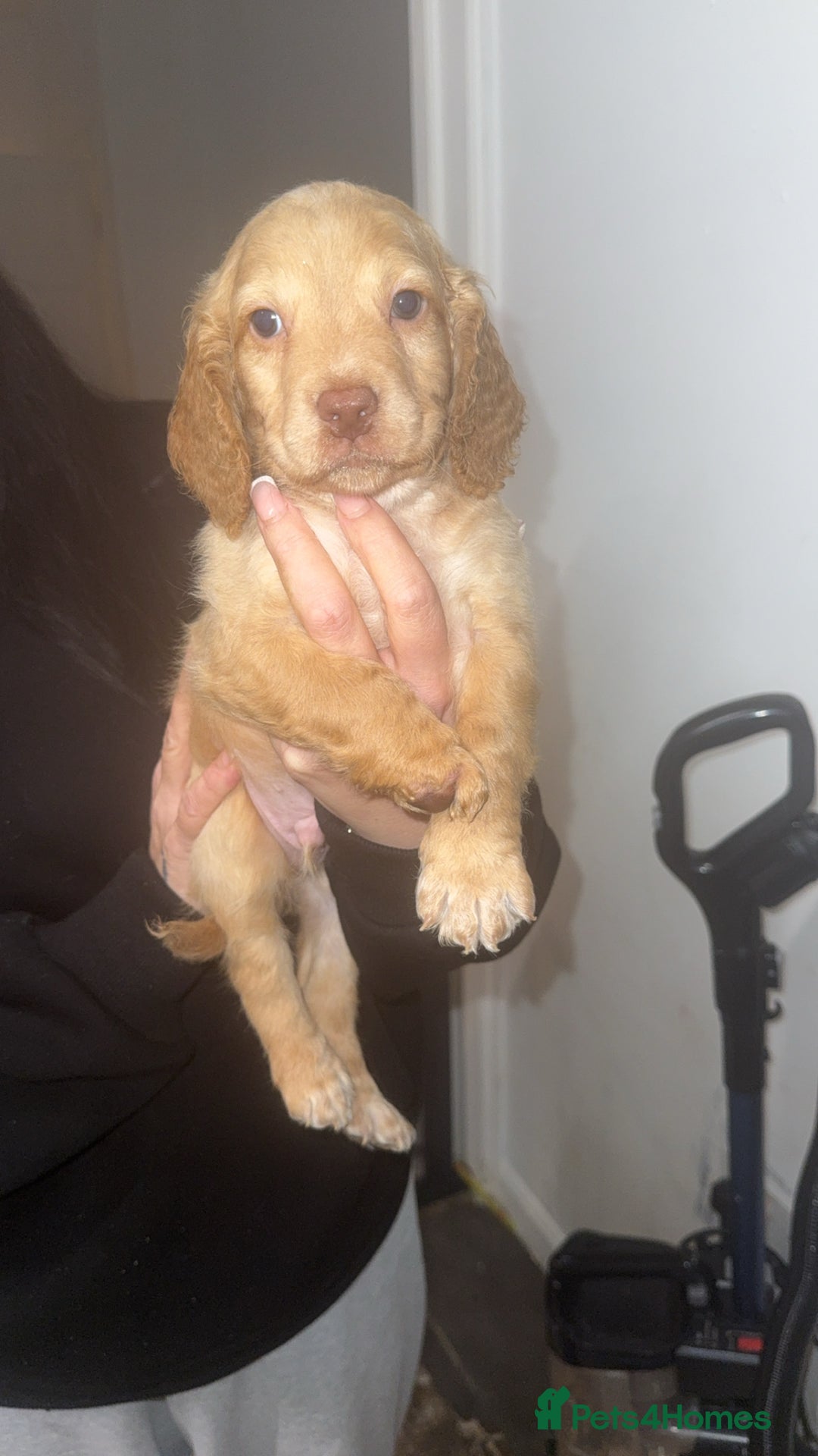 Cocker Spaniel dogs for sale: REDUCED💵cocker spaniel puppies 🩷💙 - Advert 21