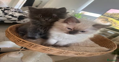 Ragdoll cats - Advert 3