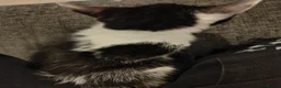 Mixed Breed cats for sale: Kittens for rehoming - Advert 9