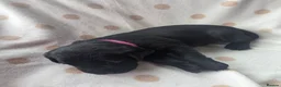 Labrador Retriever dogs for sale: Beautiful labrador puppies  - Advert 13