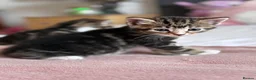 Mixed Breed cats for sale: 4 Beautiful Female Kittens Ready in August - Advert 18