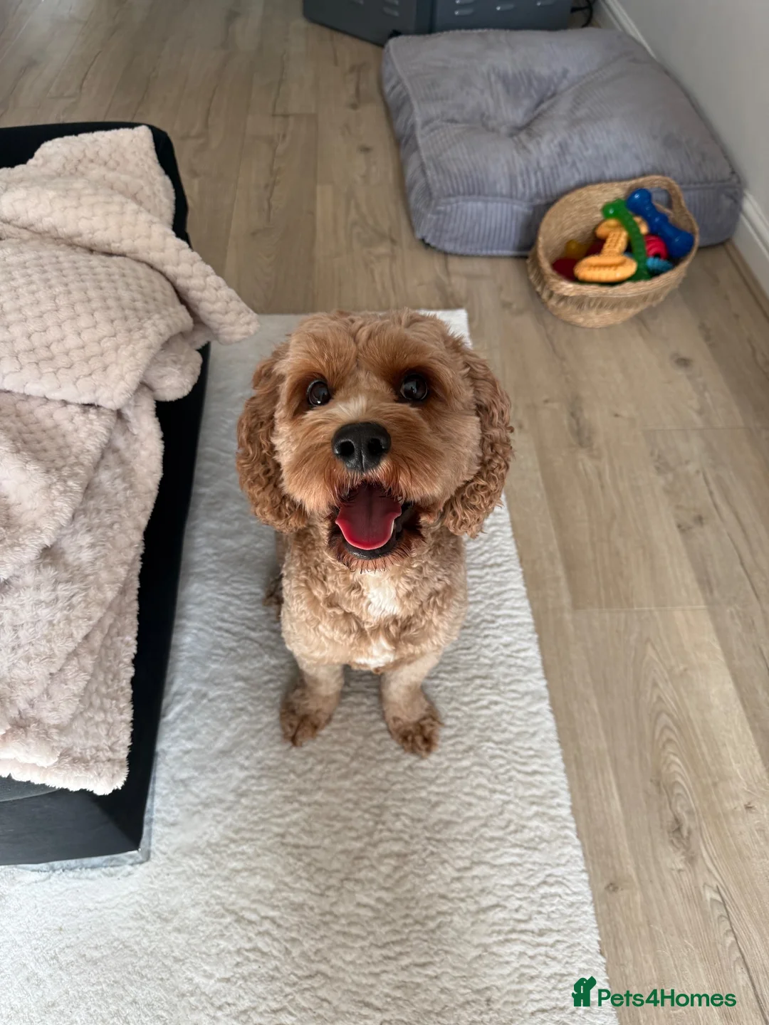 Cavapoo dogs for stud: cavapoo male stud in Wingate - Advert 2