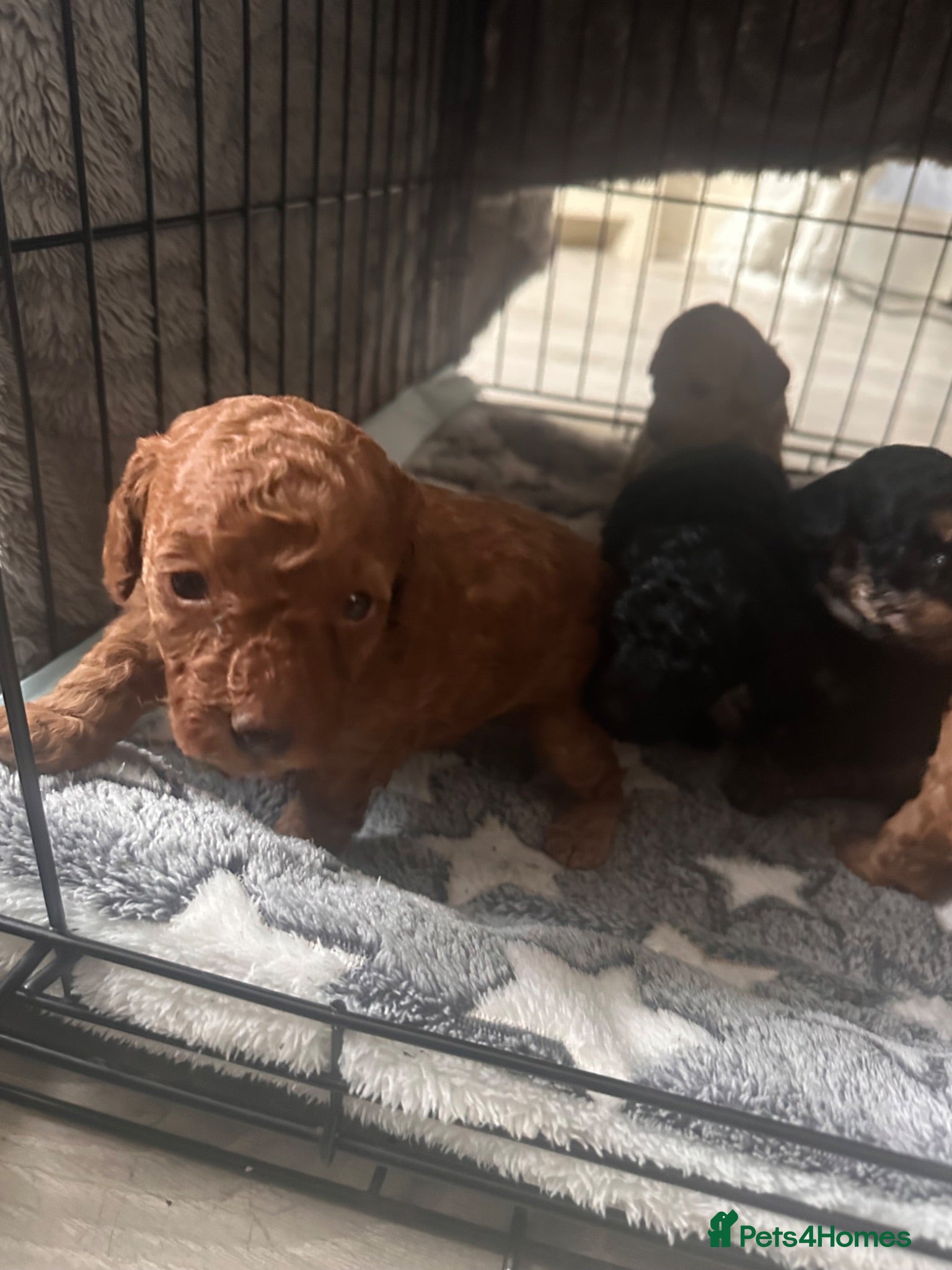 Toy Poodle dogs extensively health tested Stunning toy poodles  - Advert 6