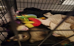 Ferret rodents for sale: 3 ferrets  - Image 3